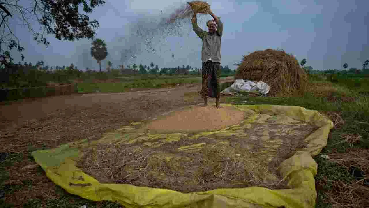 ధాన్యం దయనీయం