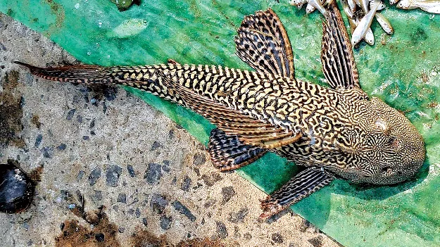Fish: మార్కెట్లోకి దెయ్యం చేప