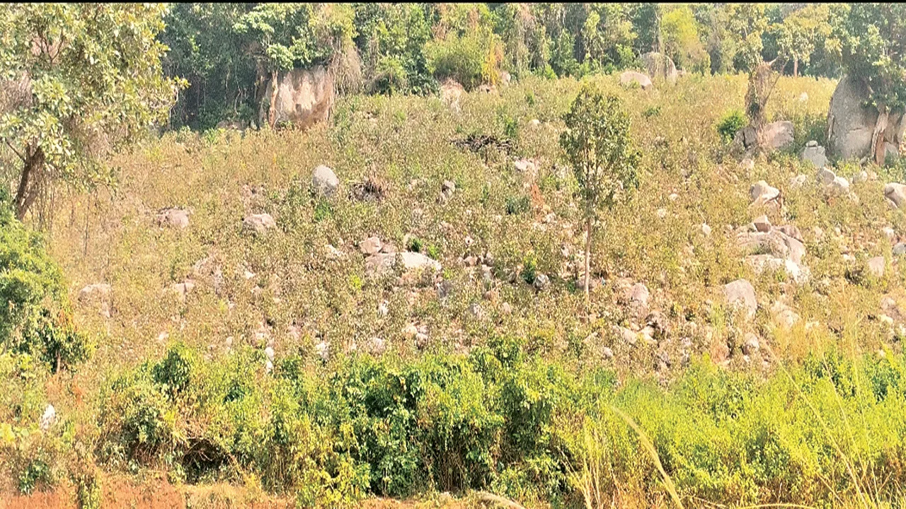 Forest: అటవీ ఉత్పత్తులు.. తగ్గుతున్నాయ్!