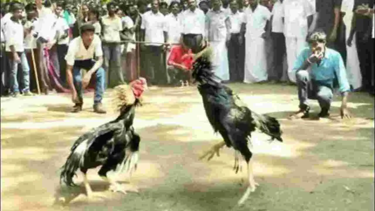 MLA: కోడి పందేలతో నాకు సంబంధం లేదు