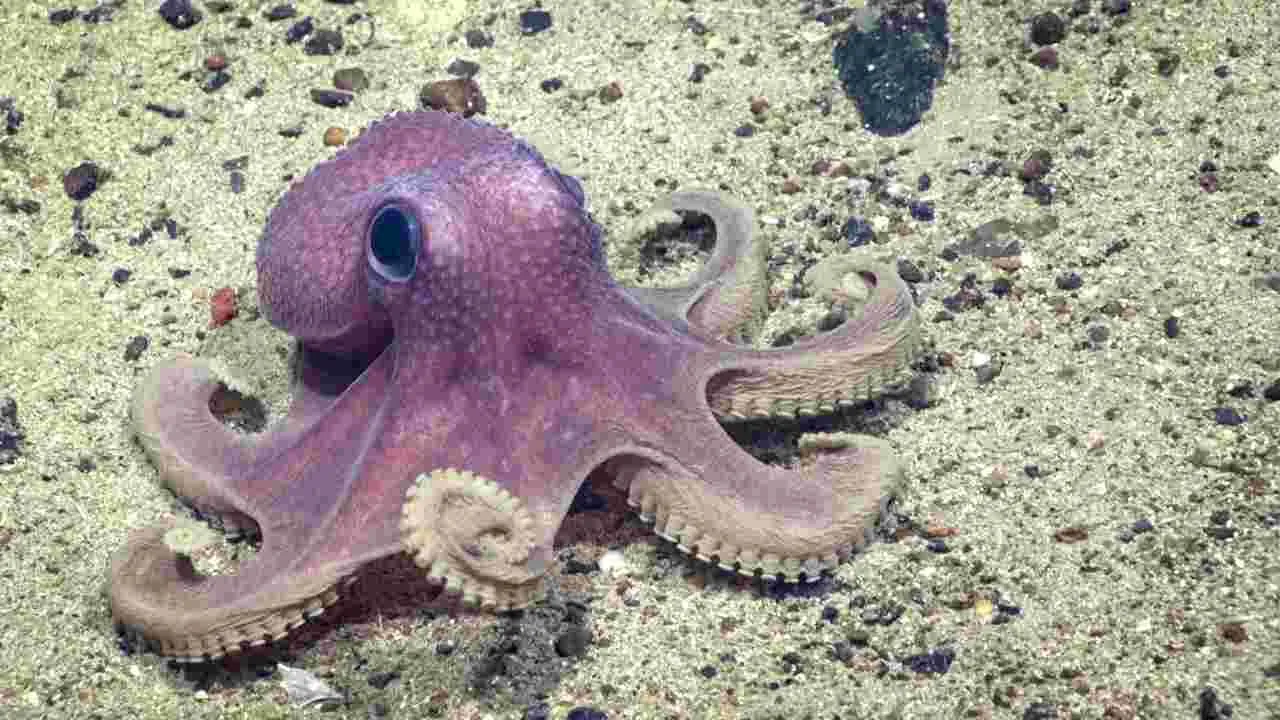Octopus : పిల్లల్ని కన్న తర్వాత ఆక్టోపస్‌లు ఎందుకు చనిపోతాయి.. 6 నమ్మశక్యం కాని వాస్తవాలు..