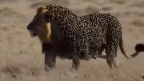 Viral Lion Video: మృగరాజు అయితే మాకేంటి.. సింహానికి చుక్కలు చూపించిన తేనెటీగలు.. 