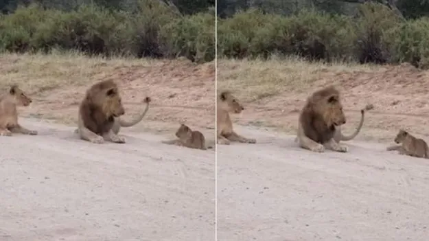 Lion Viral Video: సింహం పిల్ల చిలిపి పని.. ఉలిక్కి పడిన మృగరాజులు.. వీడియో చూస్తే నవ్వుకోవాల్సిందే.. 