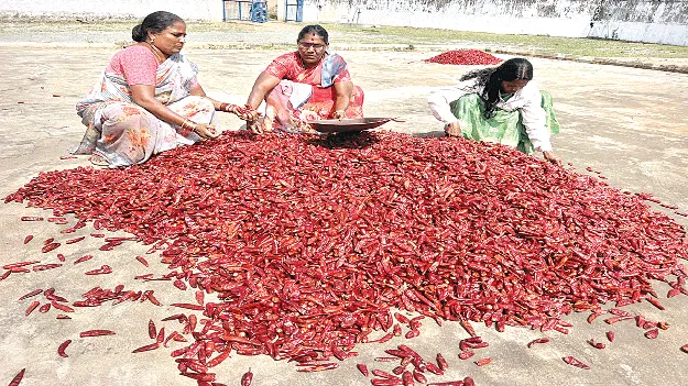 chilli: మిర్చి రైతుకు.. కన్నీరు