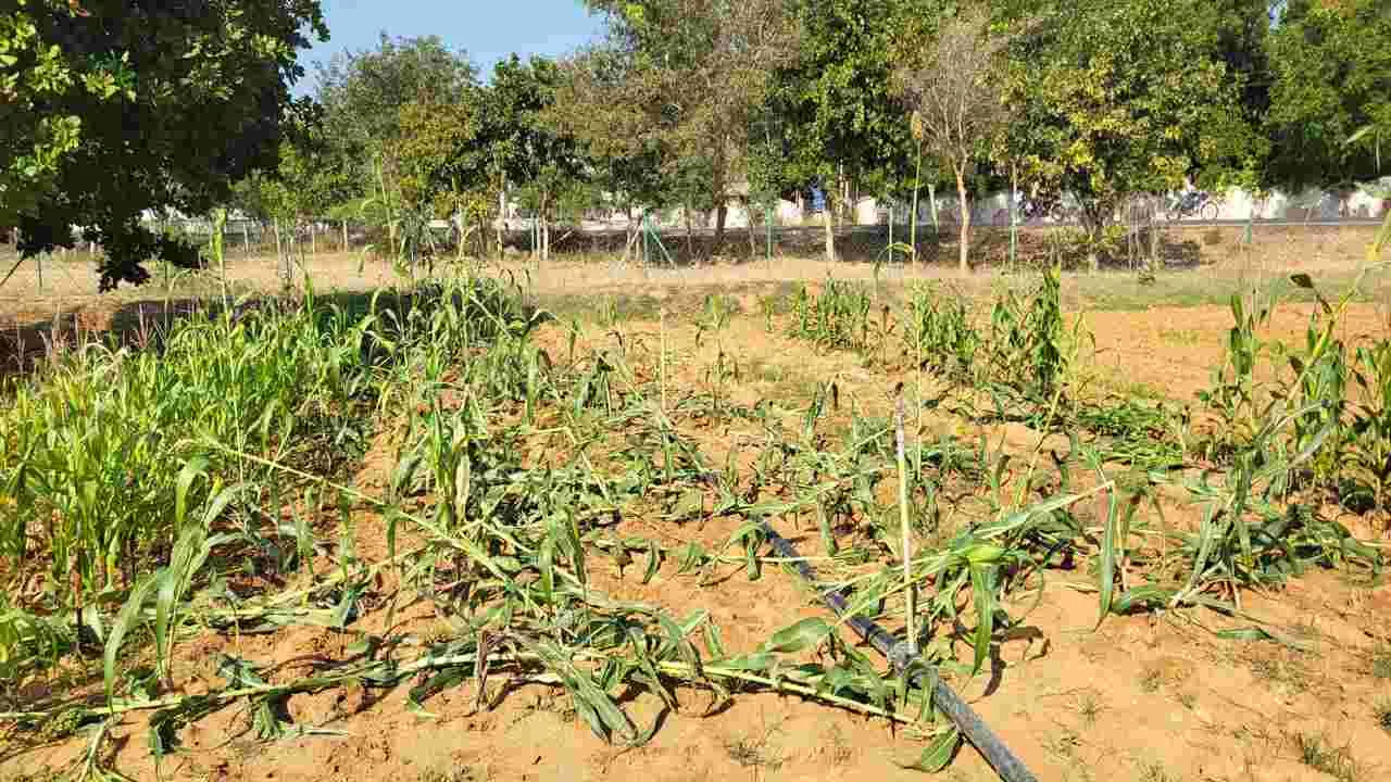 అభివృద్ధికి నోచుకోని కేవీకే