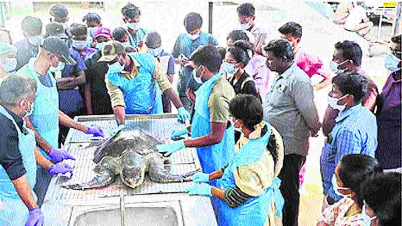 Training: తాబేళ్ల కళేబరాల పోస్టుమార్టంపై వెటర్నరీ వైద్యులకు శిక్షణ
