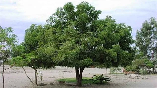 Chennai: వేప చెట్టు నుండి పాలు కారుతున్నాయోచ్..