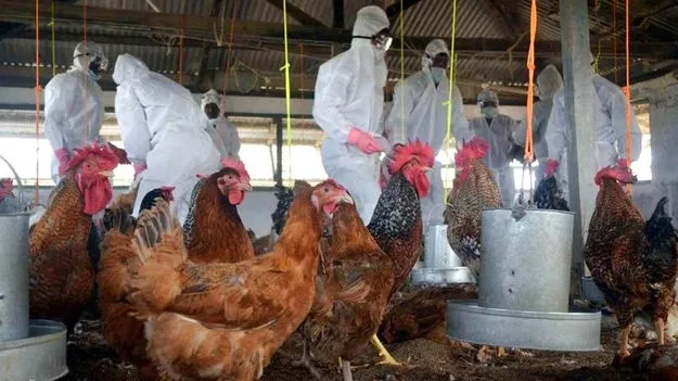 Bird flu: ఆంధ్రాలో బర్డ్ ఫ్లూ ఎఫెక్ట్.. సరిహద్దుల్లో వాహనాలపై క్రిమినాశిని పిచికారి