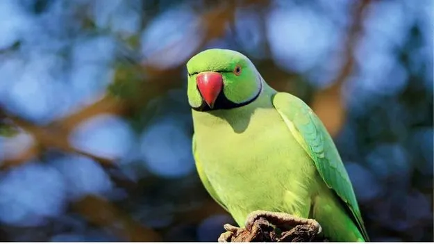 Parrot: జైలులో చిలుకను పెంచుతున్న ఖైదీ..