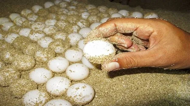 Chennai: 2.53 లక్షల తాబేళ్ల గుడ్ల సేకరణ..