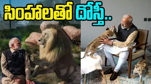 PM Modi: సింహం పిల్లలకు మోదీ ఫీడింగ్.. వీడియో వైరల్