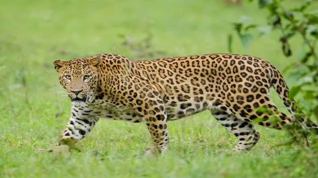 Leopard: ఎట్టకేలకు ‘చిరుత’ చిక్కిందోచ్..