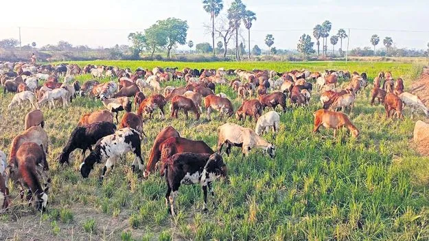 చి‘వరి’కి మిగిలింది కన్నీరే
