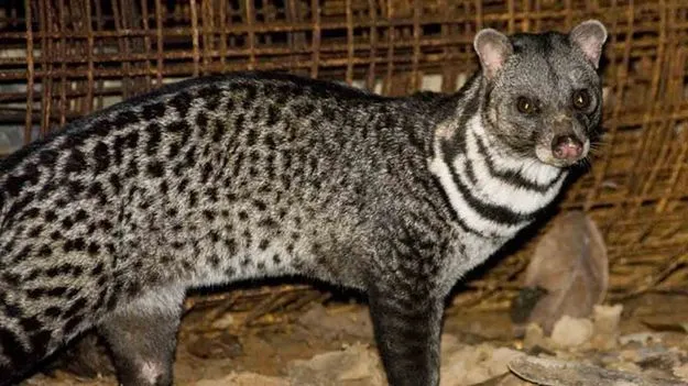 Toddy Cat spotted: కృష్ణా జిల్లాలో అరుదైన జాతి పునుగుపిల్లి