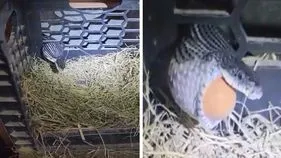 Snake Viral Video: బోనులోకి వెళ్లి గుడ్డును మింగిన పాము.. చివరకు దాని పరిస్థితి ఏమైందంటే.. 