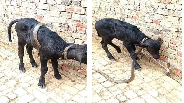 Viral Snake Video: వామ్మో.. దూడను చుట్టుకున్న పాము.. చివరకు ఏం జరిగిందో చూడండి..