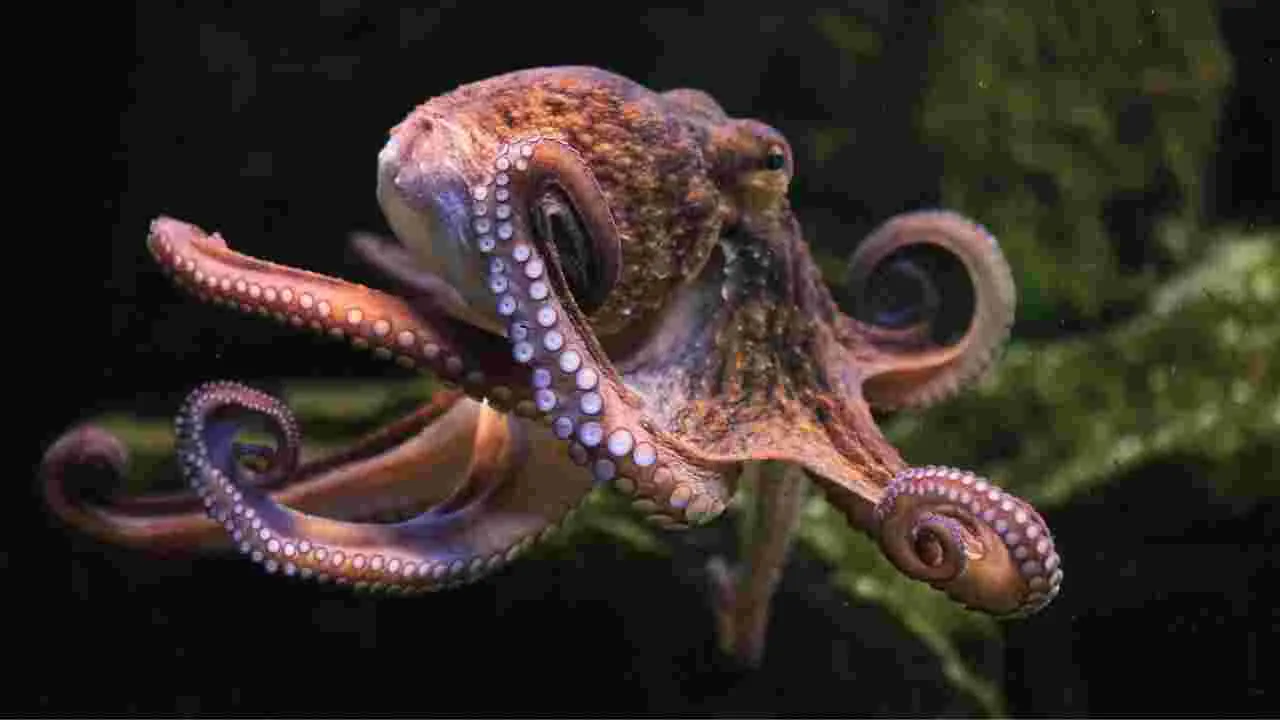 Octopus : పిల్లల్ని కన్న తర్వాత ఆక్టోపస్‌లు ఎందుకు చనిపోతాయి.. 6 నమ్మశక్యం కాని వాస్తవాలు..