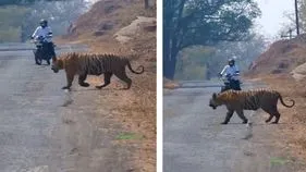 Tiger Viral Video: బైకర్‌కు గుండె ఆగినంత పనైంది.. రోడ్డు మీద వెళ్తుండగా అతడి పరిస్థితి ఏంటంటే.. 