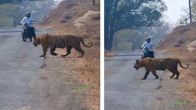 Tiger Viral Video: బైకర్‌కు గుండె ఆగినంత పనైంది.. రోడ్డు మీద వెళ్తుండగా అతడి పరిస్థితి ఏంటంటే.. 