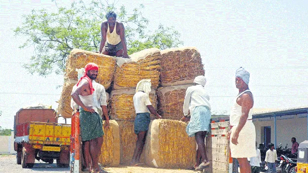 నేటి నుంచి రెండోదశ పొగాకు కొనుగోళ్లు