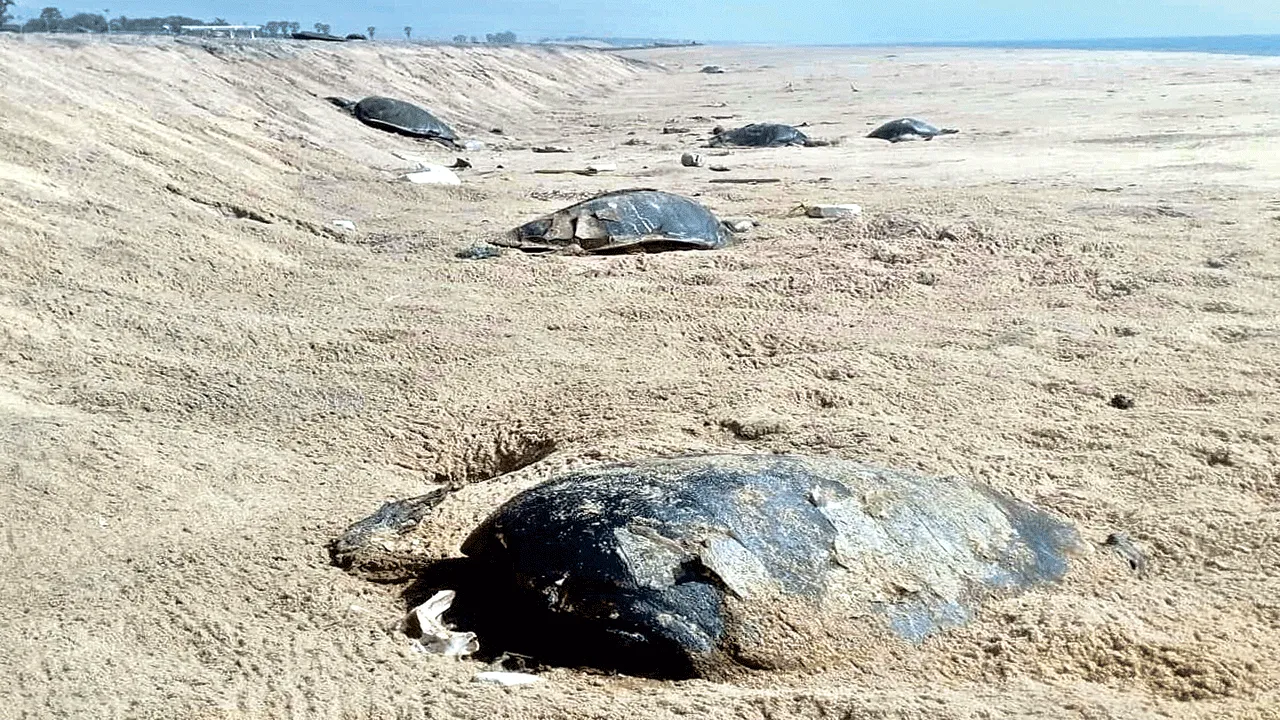 Turtles: మృత్యు ‘వల’యంలో.. తాబేళ్లు
