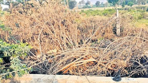 నీరుగారిన తొట్ల లక్ష్యం