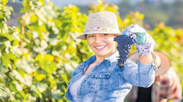 వీధులే... ద్రాక్ష తోటలు