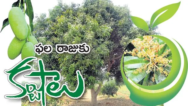 ఫల రాజుకు కష్టాలు