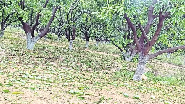 అకాల వర్షం  రూ.2కోట్లకుపైగా నష్టం