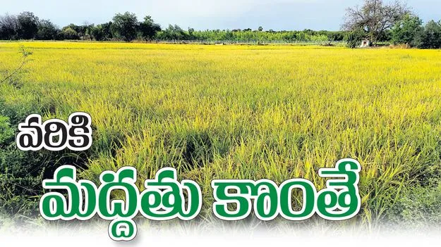 వరికి మద్దతు కొంతే