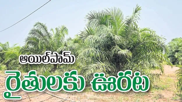 ఆయిల్పామ్ రైతులకు ఊరట