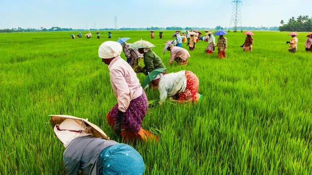 Agricultural Growth: వహ్వా యాసంగి! 