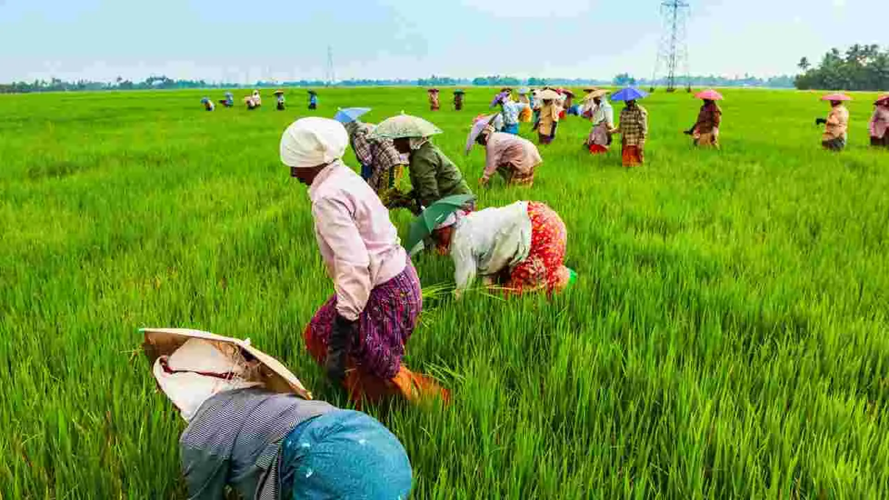 Agricultural Growth: వహ్వా యాసంగి! 