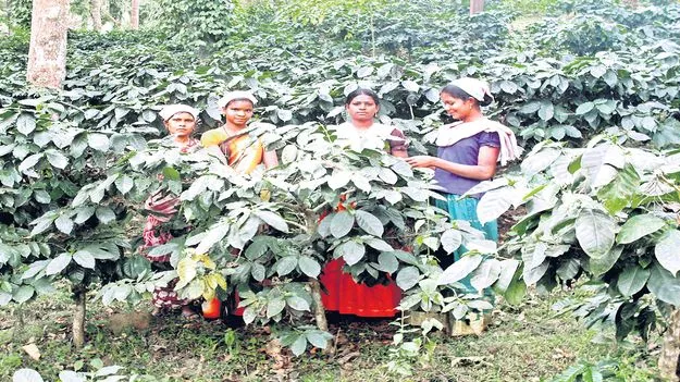 నాణ్యమైన కాఫీకి వేసవి సస్యరక్షణ కీలకం