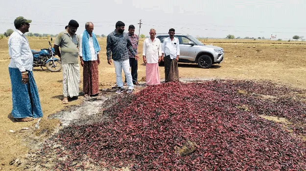 మిరప పంట దగ్ధం
