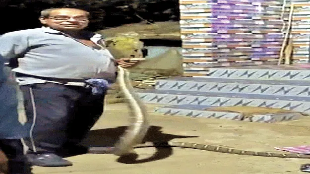 బుసలు కొడుతూ.. భయపెడుతూ