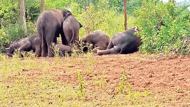 elephants: కదలని ఏనుగులు