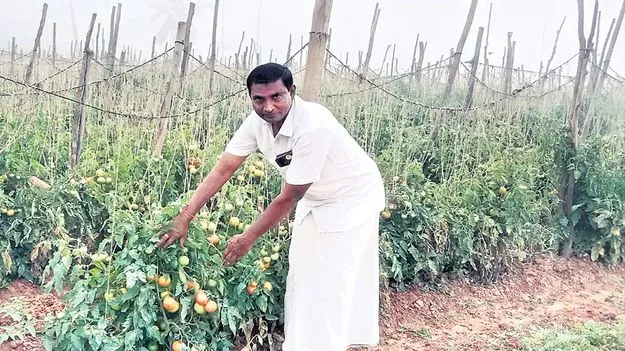 సేంద్రీయ సాగులో ముందడుగు