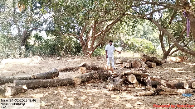 కలపపై కన్నేశారు