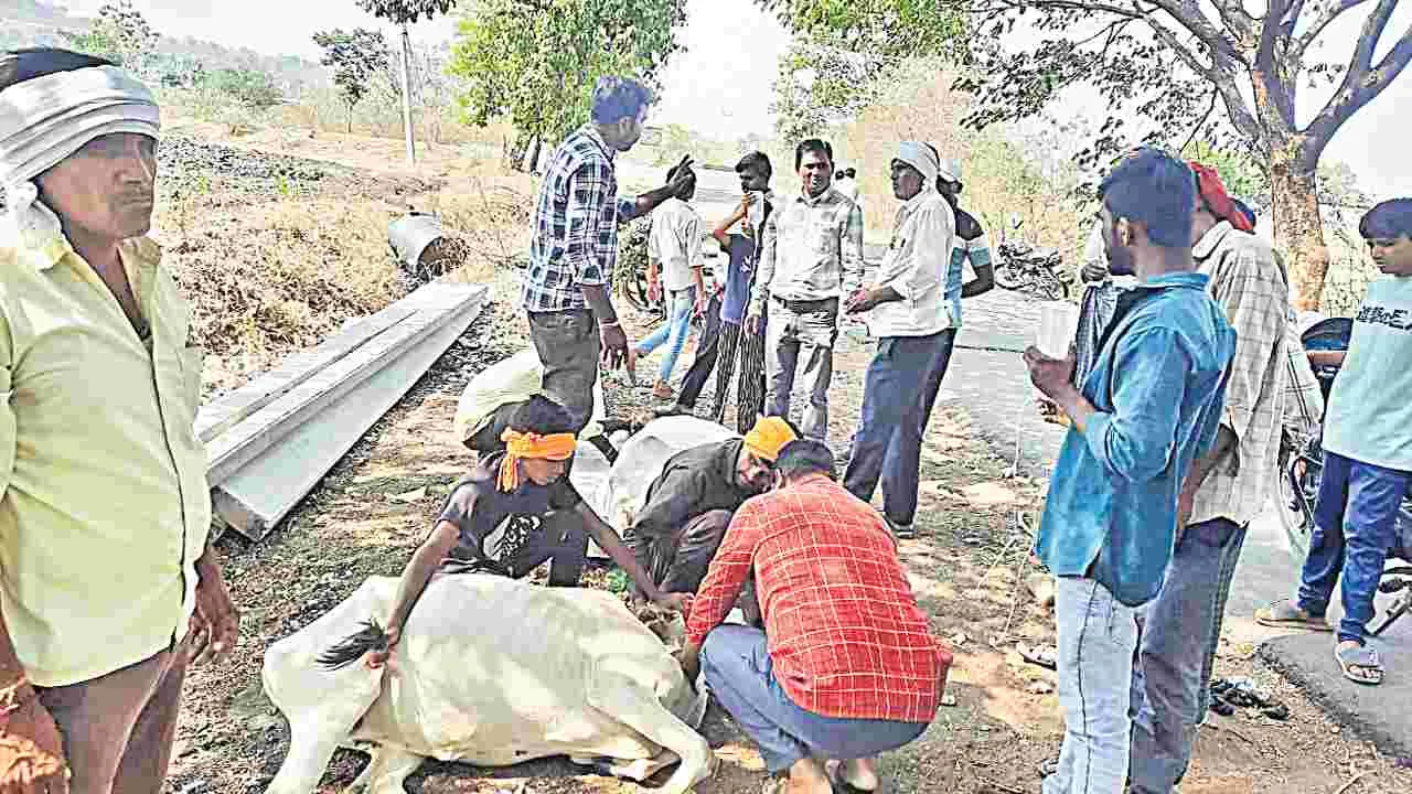 Adilabad: జొన్న పంట లేప తిని 20 ఆవులు మృతి