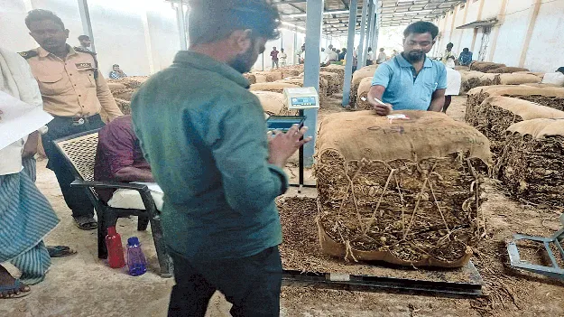 పొగాకు రైతులు దగా
