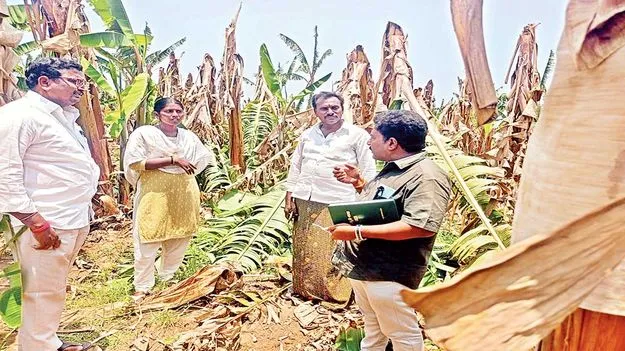 65 ఎకరాల్లో నేలకూలిన అరటి చెట్లు