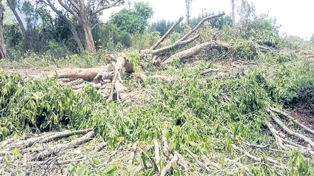 చెరువులో చెట్లు నరికివేత