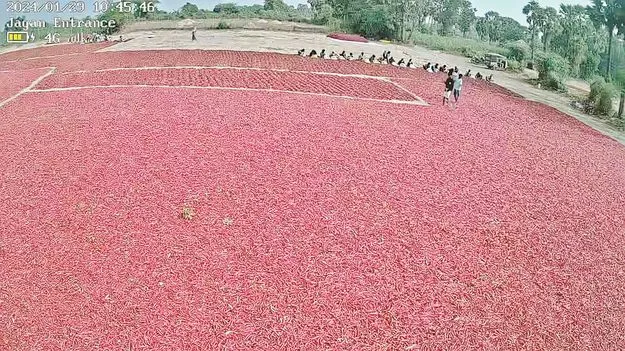  మిర్చి రైతు కన్నీరు!