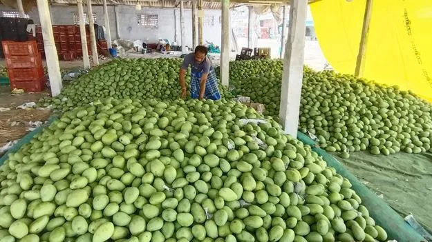 మామిడి ఎగుమతులు ముమ్మరం