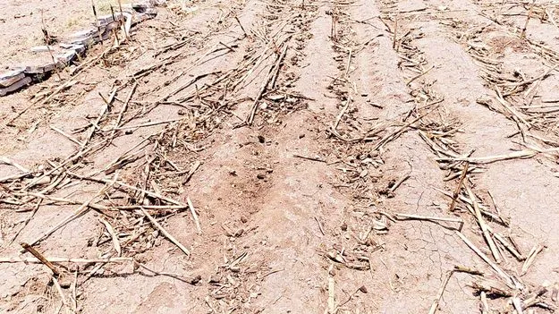 పథకం ప్రకారమే హత్య?