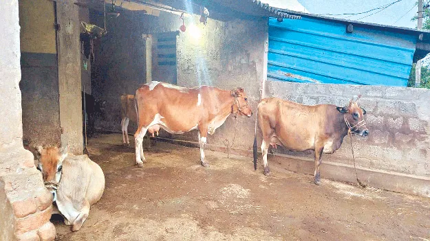  పాడిరైతుకు కష్టాలు