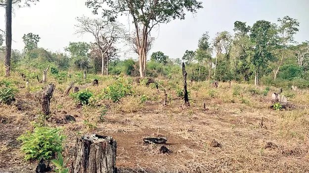 అడవి ఆక్రందన!