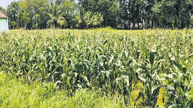 ఆర్‌ఏఆర్‌ఎస్‌లో ఆర్గానిక్‌ పద్ధతిలో పరిశోధనలు