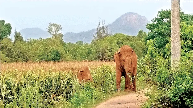 బిల్లుమడ తోటల్లో ఏనుగుల తిష్ఠ
